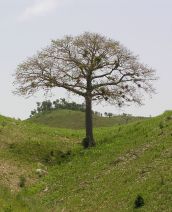 Mapou Tree